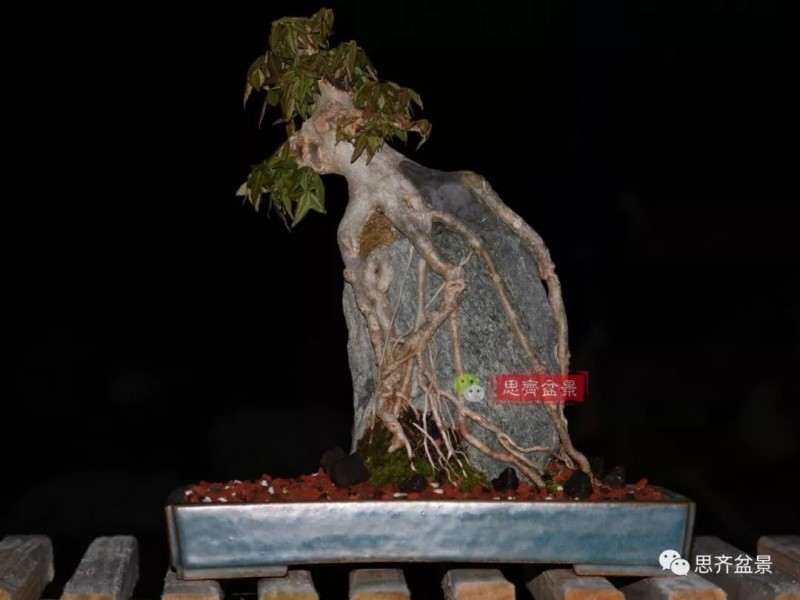 图解 怎么制作三角枫附石盆景的方法