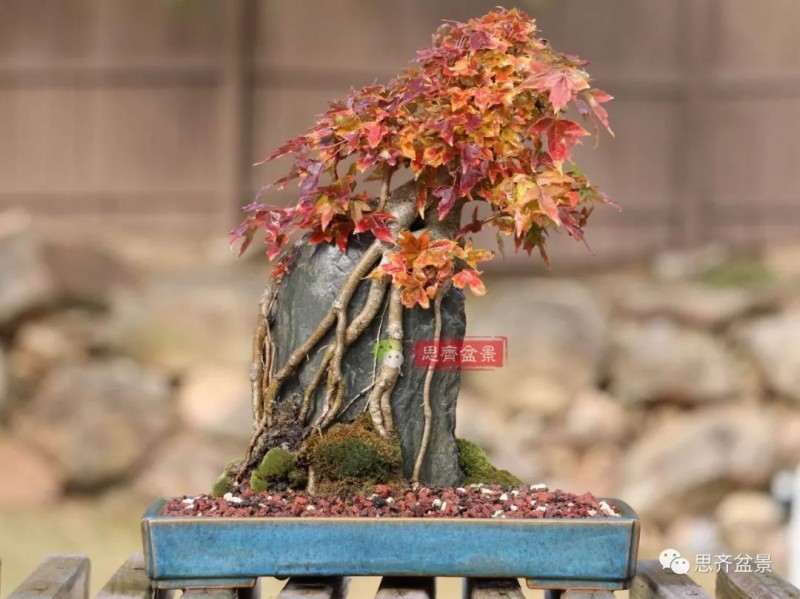 图解 怎么制作三角枫附石盆景的方法