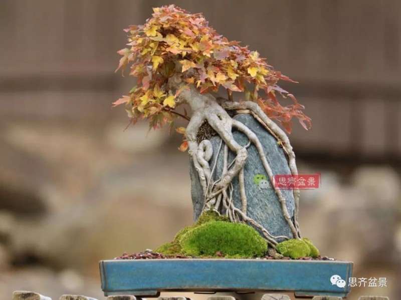 图解 怎么制作三角枫附石盆景的方法