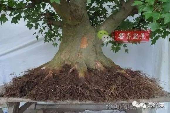 怎么培育三角枫下山桩的方法