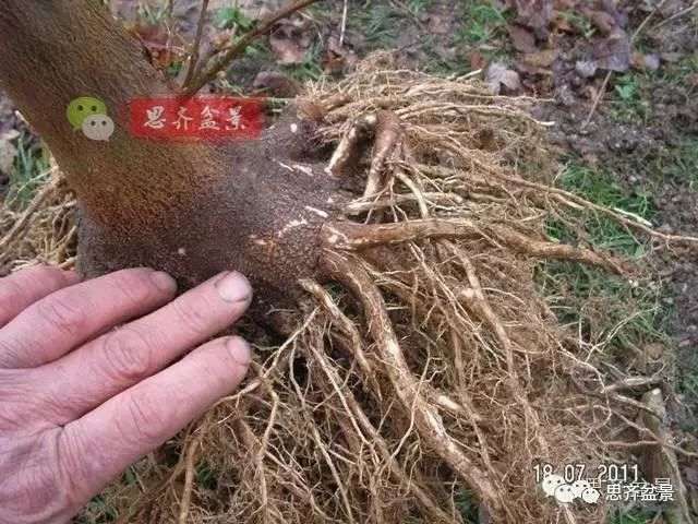 图解 怎么培育三角枫下山桩的方法