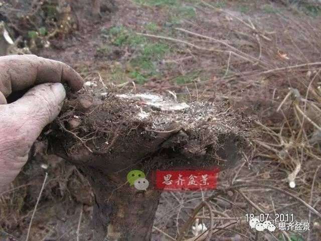 怎么培育三角枫下山桩的方法