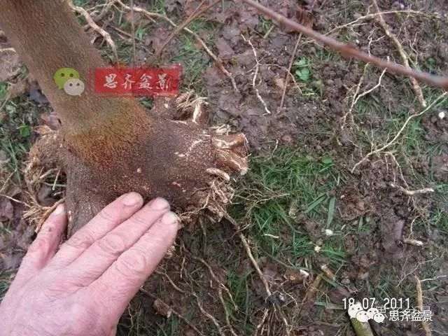 图解 怎么培育三角枫下山桩的方法