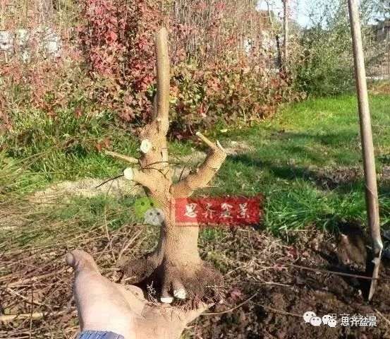 怎么培育三角枫下山桩的方法