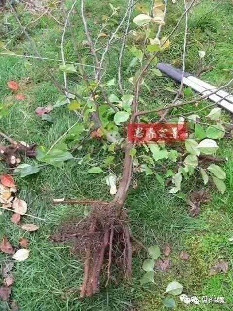 图解 怎么培育三角枫下山桩的方法