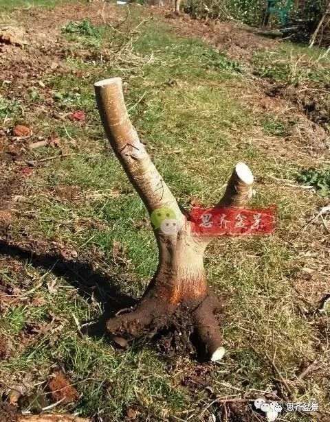 图解 怎么培育三角枫下山桩的方法