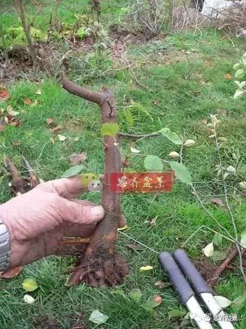 图解 怎么培育三角枫下山桩的方法