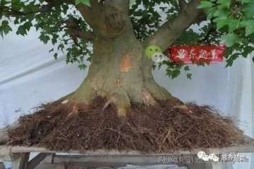 图解 怎么培育三角枫下山桩的方法