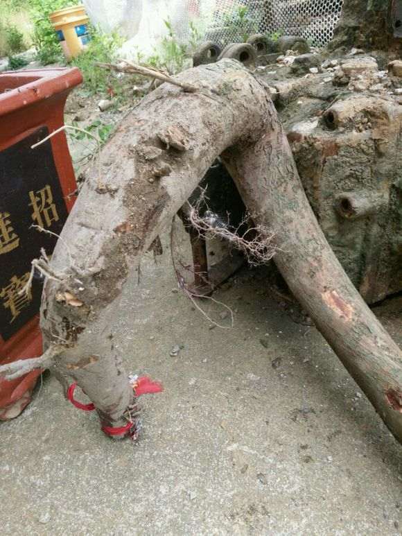 榔榆下山桩怎么裁枝和后期制作 图片