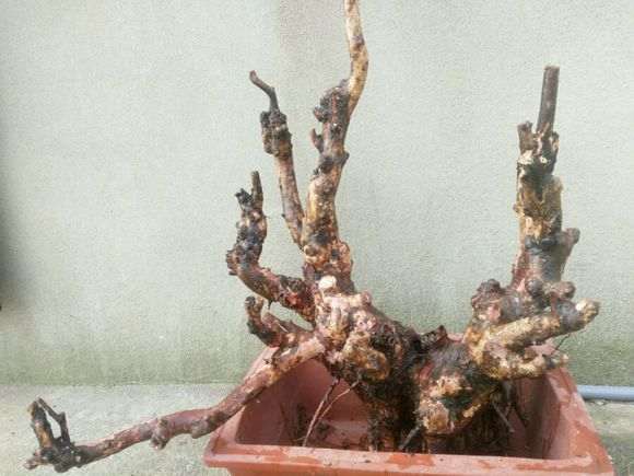 榔榆下山桩怎么裁枝和后期制作 图片