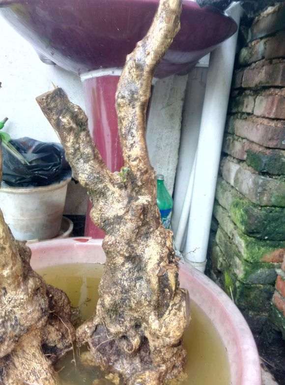 黄杨下山桩老桩没什么根 怎么成活 图片