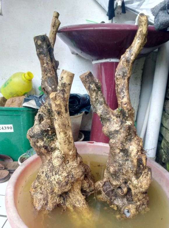 黄杨下山桩老桩没什么根 怎么成活 图片