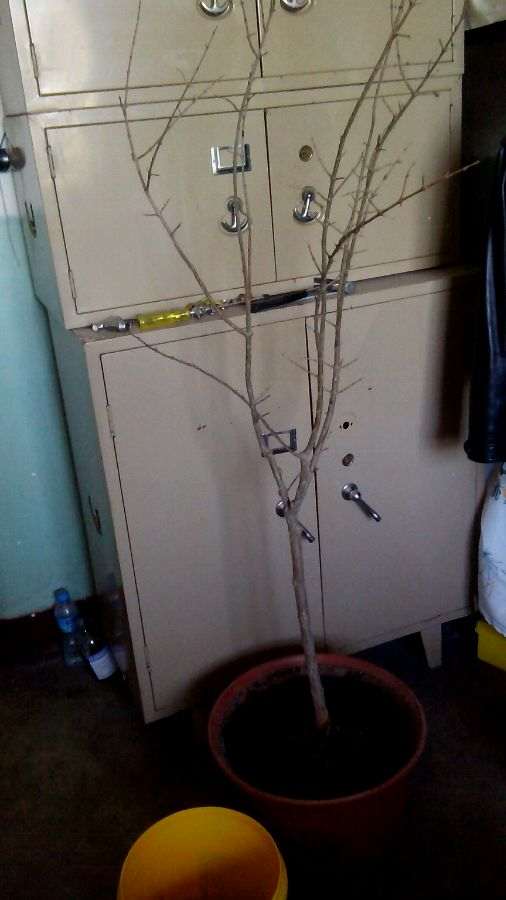 我今年要养一盆好大的石榴下山桩 图片