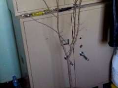 我今年要养一盆好大的石榴下山桩 图片