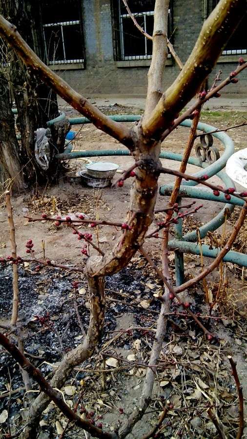 石榴下山桩刚刚栽上 还没有缓过来 怎么办