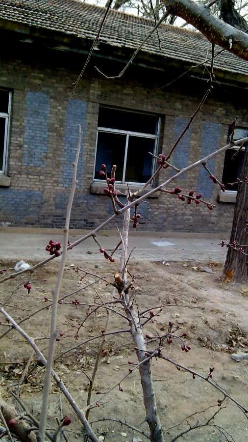 石榴下山桩刚刚栽上 还没有缓过来 怎么办