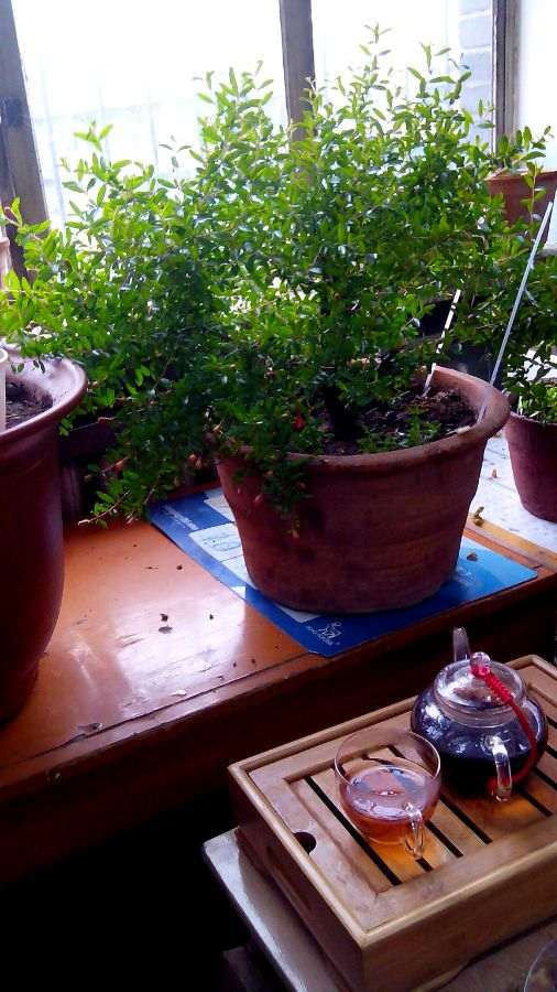 石榴下山桩刚刚栽上 还没有缓过来 怎么办