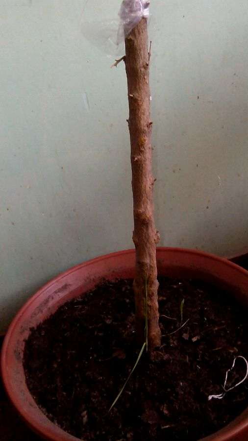 石榴下山桩刚刚栽上 还没有缓过来 怎么办