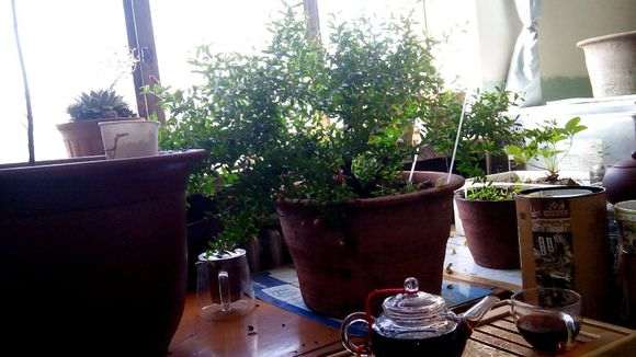 石榴下山桩刚刚栽上 还没有缓过来 怎么办