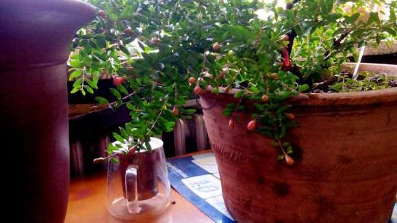 石榴下山桩刚刚栽上 还没有缓过来 怎么办