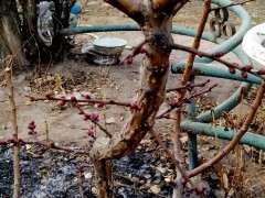 石榴下山桩刚刚栽上 还没有缓过来 怎么办