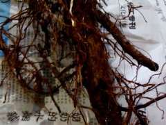 石榴下山桩发芽晚 现在都没发芽呢 怎么办