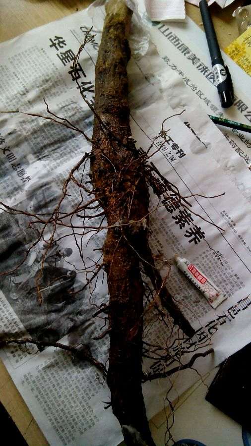 给石榴下山桩用红莓素 可以成活吗 图片