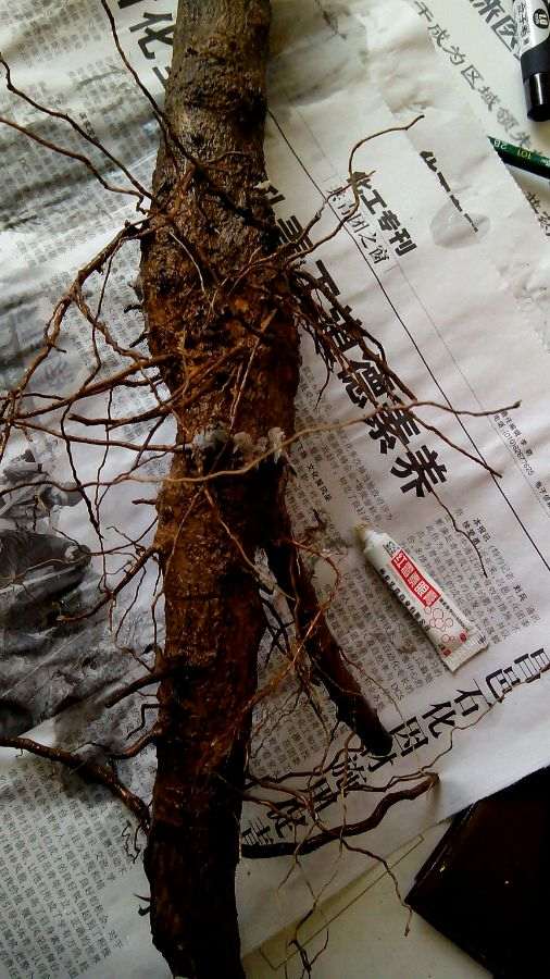 给石榴下山桩用红莓素 可以成活吗 图片