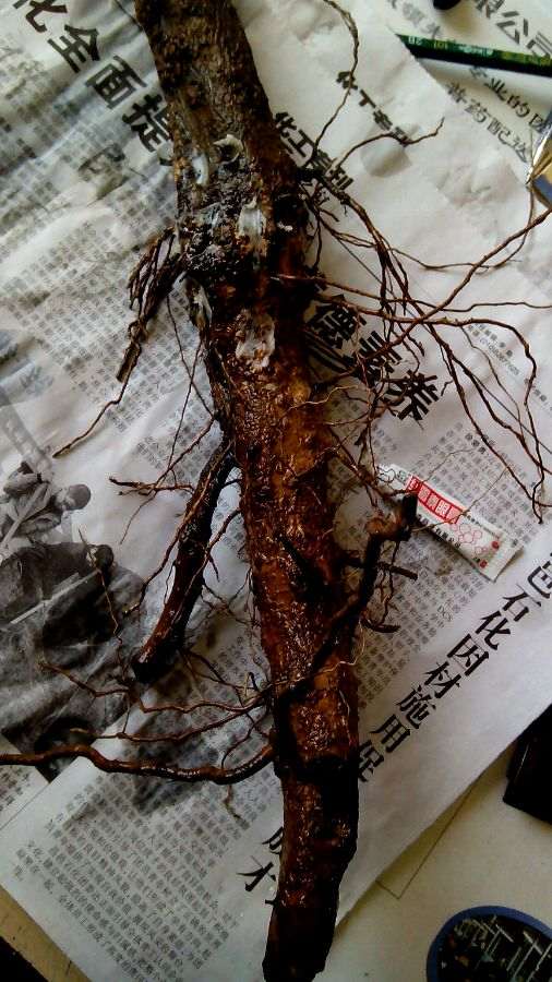 给石榴下山桩用红莓素 可以成活吗 图片