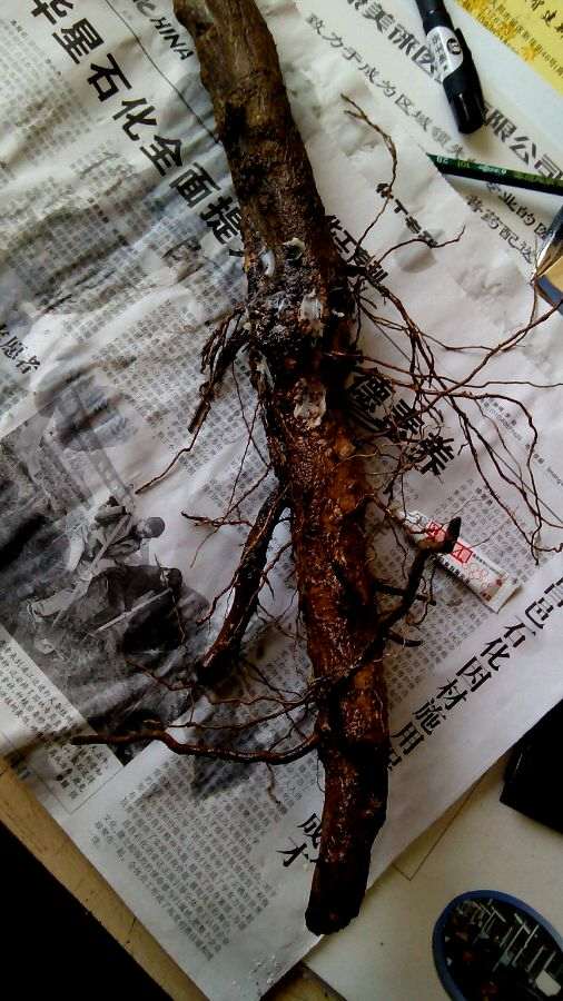 给石榴下山桩用红莓素 可以成活吗 图片