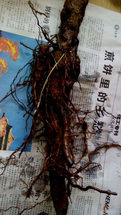 给石榴下山桩用红莓素 可以成活吗 图片