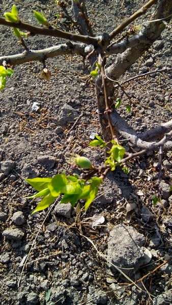 我真担心这盆石榴下山桩 不出芽 图片