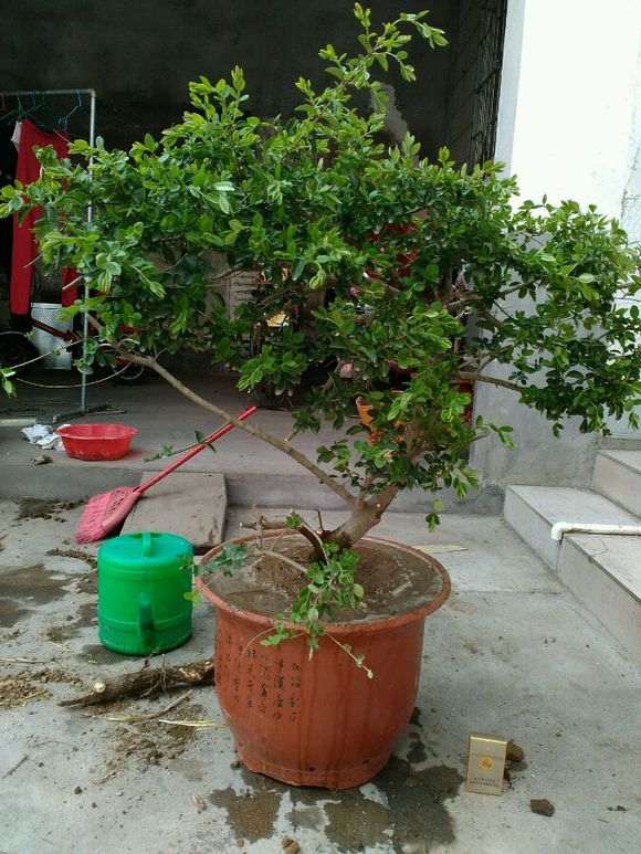 我真担心这盆石榴下山桩 不出芽 图片