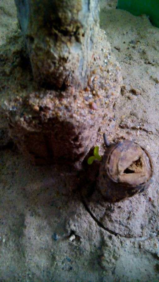 我真担心这盆石榴下山桩 不出芽 图片