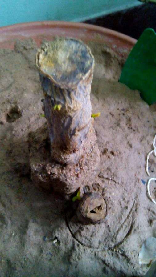 我真担心这盆石榴下山桩 不出芽 图片