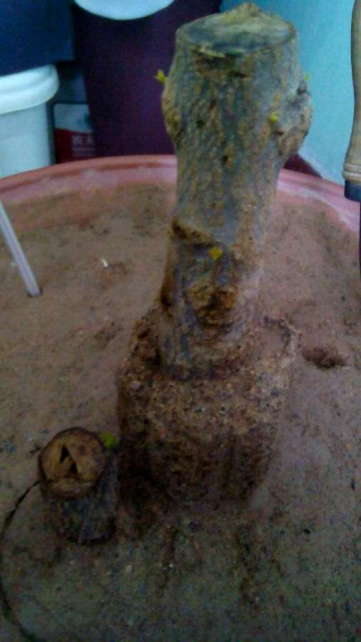 我真担心这盆石榴下山桩 不出芽 图片