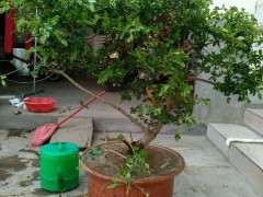 我真担心这盆石榴下山桩 不出芽 图片