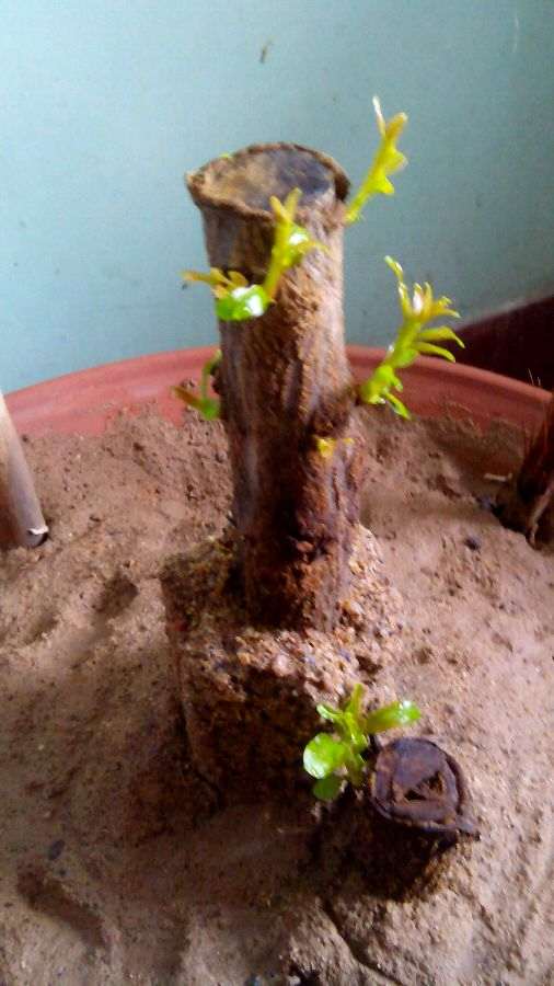 石榴下山桩终于发芽了 太好了 图片