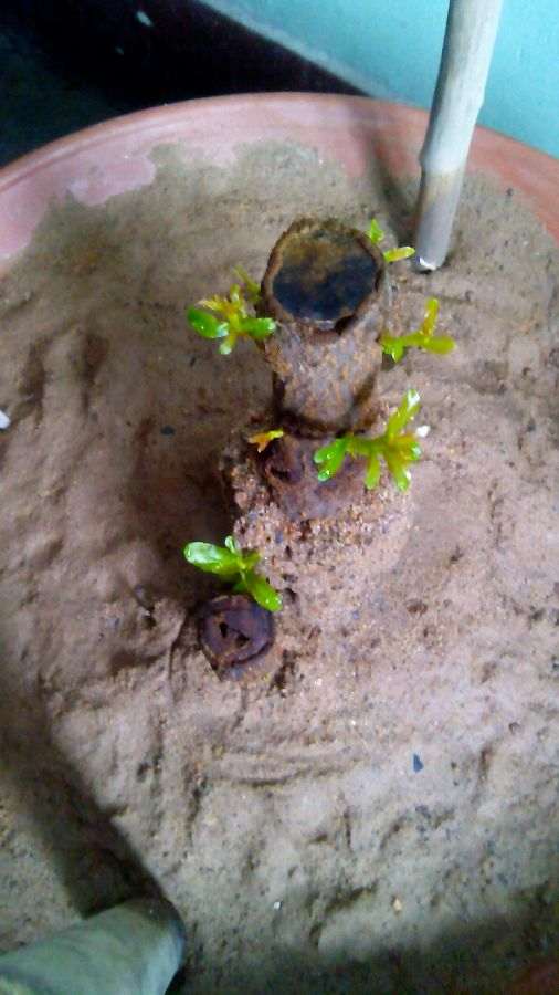 石榴下山桩终于发芽了 太好了 图片