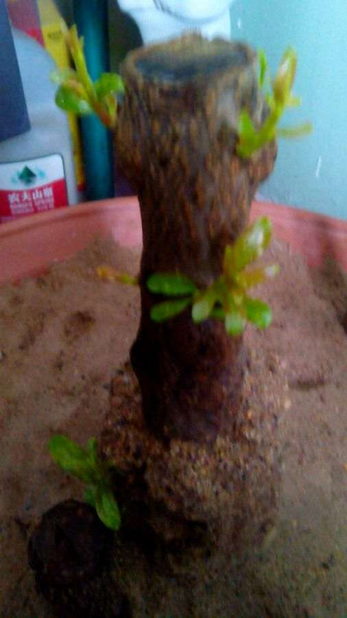石榴下山桩终于发芽了 太好了 图片