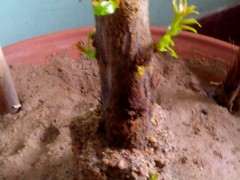 石榴下山桩终于发芽了 太好了 图片