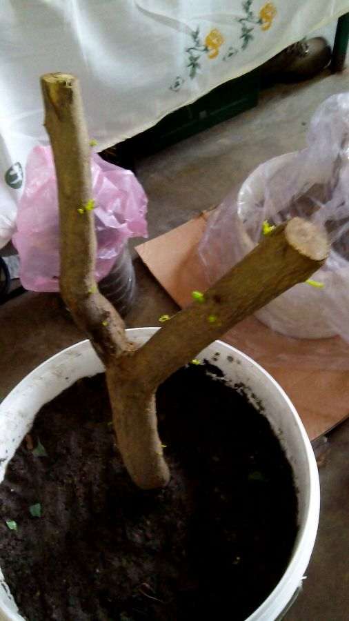 老赵赠的石榴下山桩也发芽了 图片