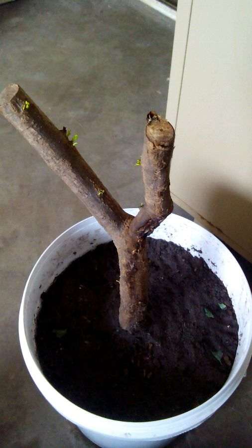 老赵赠的石榴下山桩也发芽了 图片