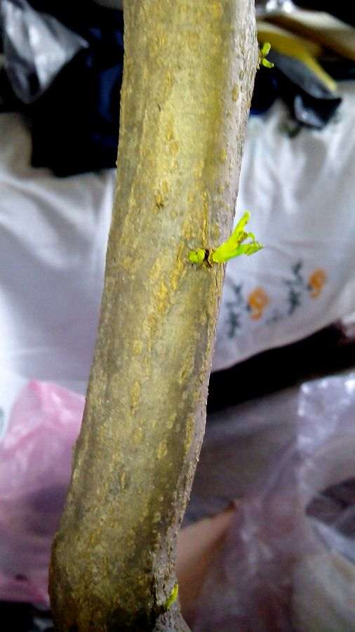 老赵赠的石榴下山桩也发芽了 图片