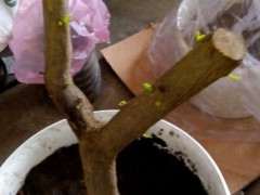 老赵赠的石榴下山桩也发芽了 图片