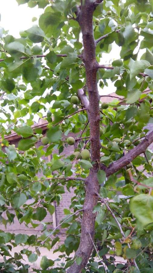 为什么石榴下山桩套袋对催芽很管用 图片