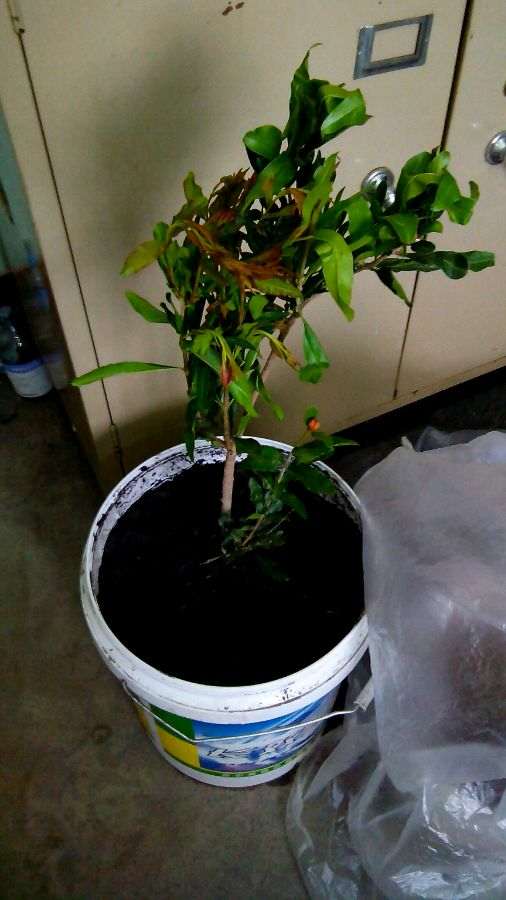 为什么石榴下山桩套袋对催芽很管用 图片