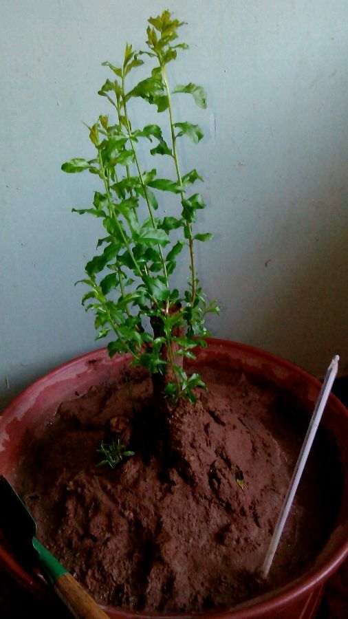 为什么石榴下山桩套袋对催芽很管用 图片