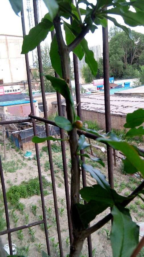 为什么北方石榴下山桩过冬是个难题 图片