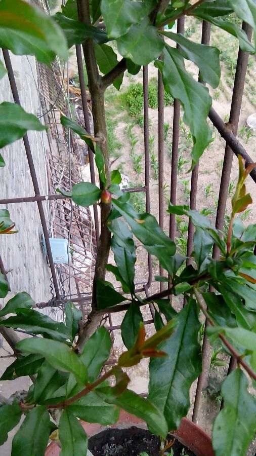 为什么北方石榴下山桩过冬是个难题 图片